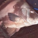 파도실내바다낚시터 이미지