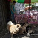 Fall in dog 이미지