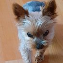 안녕댕댕이 이미지