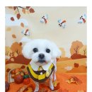 까까보개 이미지