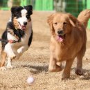 제주우리동물병원 이미지