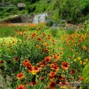 꽃님이네 이미지