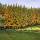 한국차박물관버스정류장(회천방향) | 서울 근교 단풍 명소 "한국외대 글로벌캠퍼스" 대중교통 방문 후기