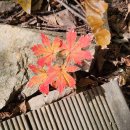 U-소백산 | 25년 내장산 단풍 실시간 현황🍁 (11월 5일 방문 feat.알레버스)