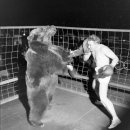 1949년 인간과 곰의 권투 경기 이미지
