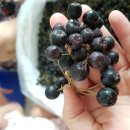 대요농장 이미지