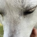 라라정원 누가페 이미지