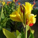 맨드라미 화단 이미지