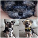 수사랑 동물병원 이미지