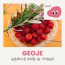 지석농장 | [거제] 지석농장의 새콤달콤 산딸기 수확 농촌 체험