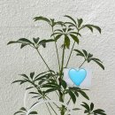 커디페이브