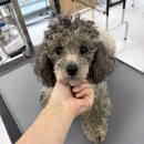 멍멍그루밍 | 🐩 블루멍멍 미용 체험 후기 – 오픈 전 프리미엄 미용 서비스 미리보기!