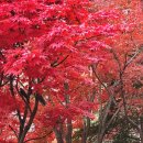 동굴생태관 화장실 | 경기도 광주 곤지암 화담숲 단풍 절정기 후기 &amp; 화담숲 예약 모노레일 주차/스탬프 투어(기념품)
