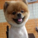 레오그루밍 이미지