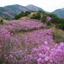 봄꽃산행, (진달래,벚꽃) 개화시기 -한국의 산하 추천- 이미지