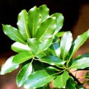 관매도 후박나무 이미지