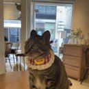 한웅레포츠 | [부산 전포동 카페 비토하우스] 복숭아파블로바에 완전 반한 날♥ 고양이도 있음