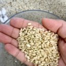 현미약품 이미지