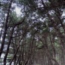 2월8일 정기여행 태안 해변길(노을길)로 초대합니다. 이미지