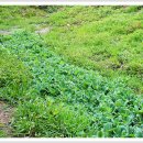 정화축사 이미지