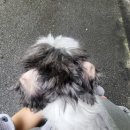 다온그루밍 이미지