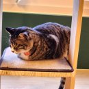 그루몽실 이미지