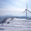 26.1.21 평택자연과산 신년산행 대관령선자령 이미지