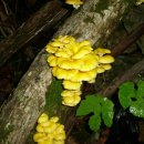 노란느타리 버섯 이미지