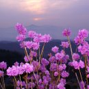 봄의향연 이미지