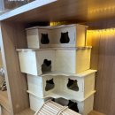 골든햄스터분양 탬펫 이미지