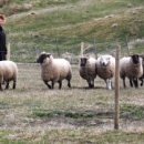 명랑도그 이미지