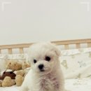 퍼피댕 안심분양소 강아지분양 애견입양 천안아산점 이미지