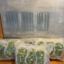 정국농장 | 샤인머스캣 과일 답례품 선물 추천 고당도 샤인머스켓 달신농원