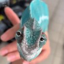 chameleon 이미지