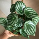 페페로미아 | 키우기 쉬운 식물 추천 | 수박페페 수박페페로미아 5개월간의 성장 기록