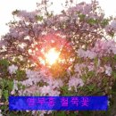 축령산 서리산 철쭉꽃 이미지