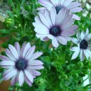 오스테오인 이미지