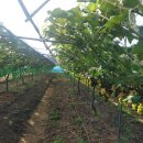 강덕농장 이미지