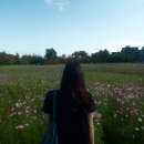 서광공원 | 대전코스모스 갑천생태호수공원 근처 꽃구경 후기