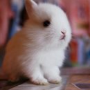 토깽이네 이미지