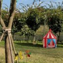 stadium of dogs 이미지