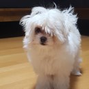 엘케이동물의료센터 이미지