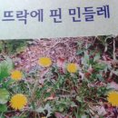 민들레뜨락
