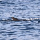 2015년 야생방류된 제주 남방큰돌고래 태산이 사망 추정 이미지