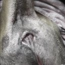 늘푸른 동물병원 | 질 종양 (vaginal tumor), 요도루 성형술 (urethrostomy) - 전주 중화산동 동물병원 링크늘푸른동물병원