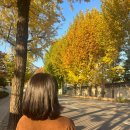 [일상] 서울의 가을, 단풍 구경을 해요🍂