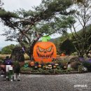 서운농장 | 경기도 가볼 만한 곳 포천 서운동산 10월 할로윈 시즌 아이들과 방문 후기 지금은 크리스마스 느낌이래요