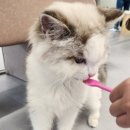 설렘고양이카페 이미지