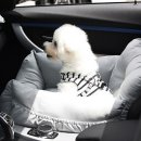 펫드라이브 이미지