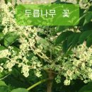 함안두릅